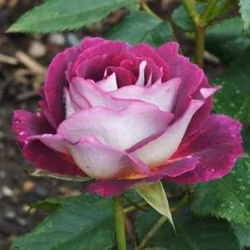 Huddersfield Choral Society