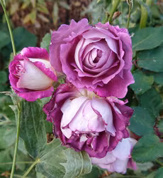 Huddersfield Choral Society