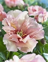 Itoh Canary Brilliants