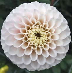 White Wizard, vakna chicken