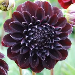 La Recoleta, vakna chicken