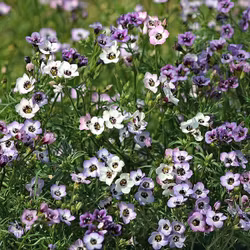 Gilia "Felicitas"