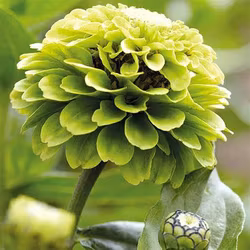Zinnia "Envy"