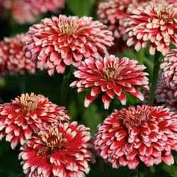 Zinnia "Mazurkia"