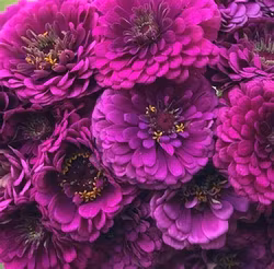 Zinnia "Purple Prince"