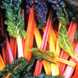 Mangold "Bright Light"