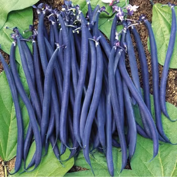 Brytböna "Amethyst"