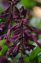 Salvia " Lighthouse Purple"