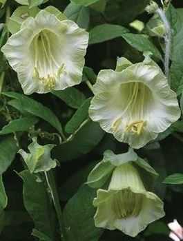 Cobea "Alba"