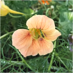 Blomsterkrasse "Peach Melba"