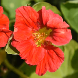 Blomsterkrasse " Cherelle"