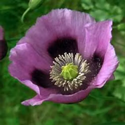 Vallmo Hungarian Blue