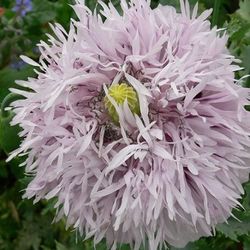 Vallmo " Lilac Pompom"