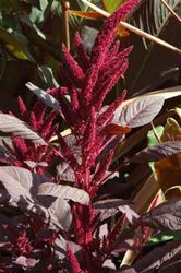 Amarathus " Velvet Curtains"