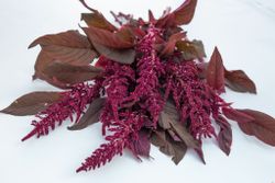 Amarathus " Velvet Curtains"