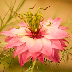 Nigella (Junfrun i det gröna) "Persian Rose"