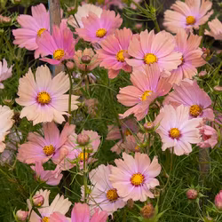 Rosenskära "Apricotta"