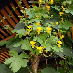 Fjärilskrasse Tropaeolum peregrinum