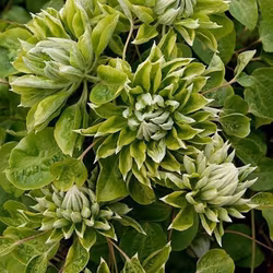 Clematis "Green Passion"