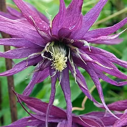 Clematis "Octopus"