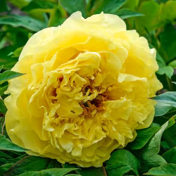 Pion "Yellow Crown"