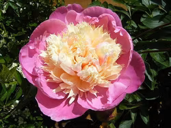 Pion "Bowl of Beauty