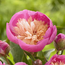 Pion "Bowl of Beauty