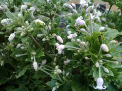 Clematis "Pink Dwarf"