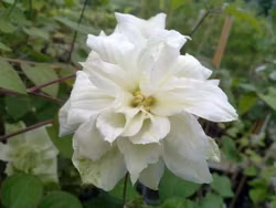 Clematis "Sylvia Denny"