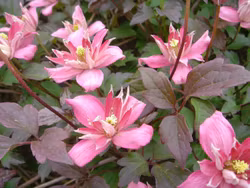 Clematis "Broughton Star"