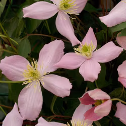 Clematis "Fragant Spring"