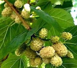Morus Alba Macrophylla
