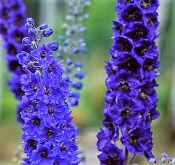 Riddarsporre " Dark Blue/Black Bee"