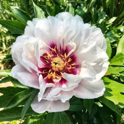 Pion itoh "Cora Louise"