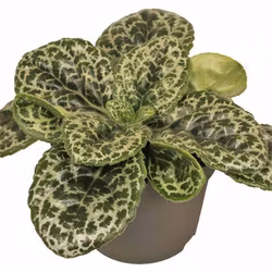 Primulina dryas "Pretty Turtle"