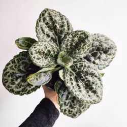 Primulina dryas "Pretty Turtle"