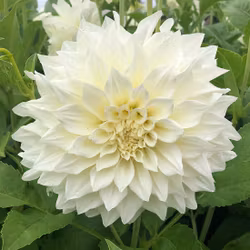 Café au Lait Supreme