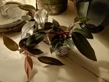 Philodendron Pink Princess