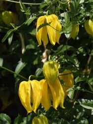 Clematis tibetana tangutica