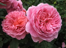 Princess Alexandra of Kent