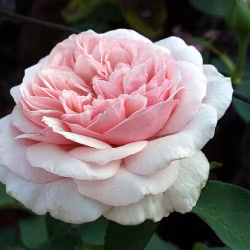 Souvenir de la Malmaison