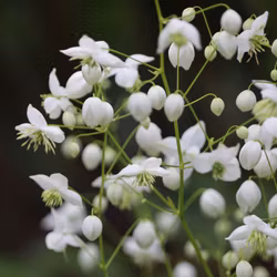 Violruta "Splendide White"