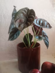 Alocasia Red Secret