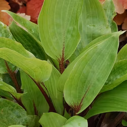 Hosta Purple Heart