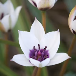 Alba Coerulea Oculata