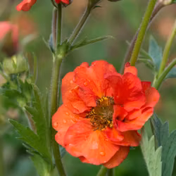 Nejlikerot Coral Tempest