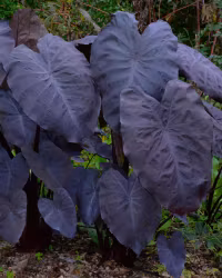 Colocasia Black Magic