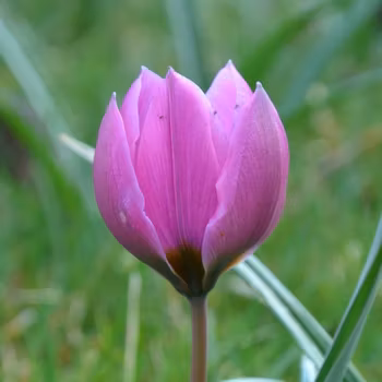 Humilis Helene