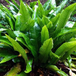 Asplenium Hjortunga