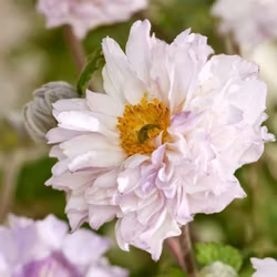 Anemon Frilly Knickers